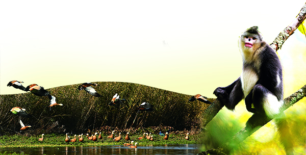 金丝猴 600.jpg 金丝猴 600.jpg